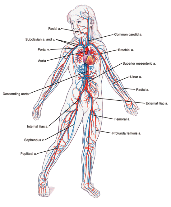 Arteries and veins in the human body